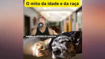 E…quando a idade chega, como ficam os nossos pets?